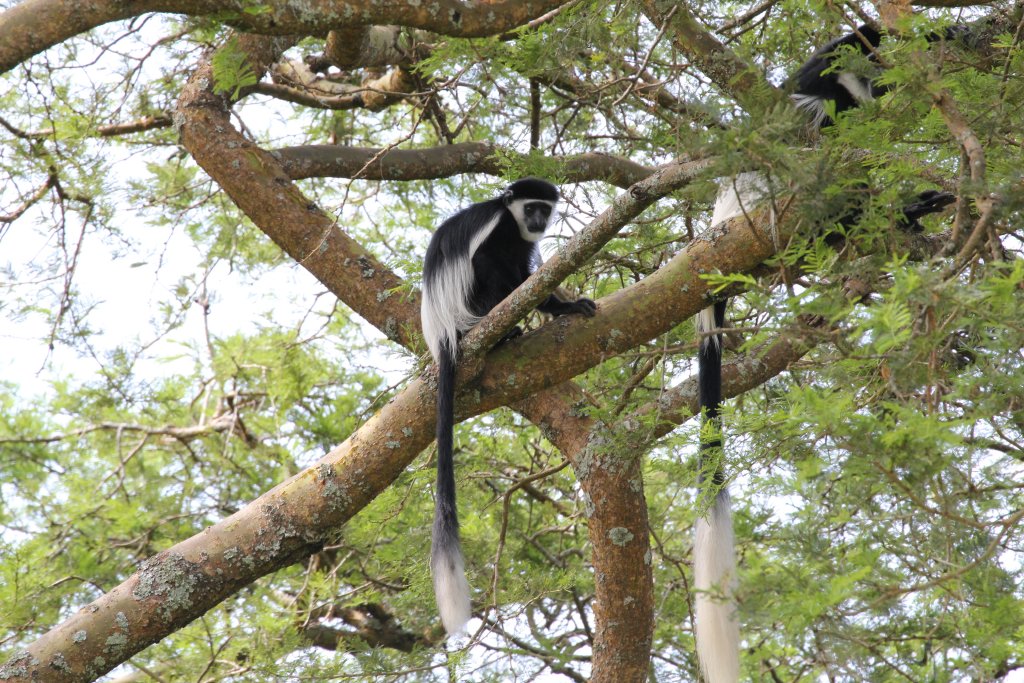 Guereza Colobus