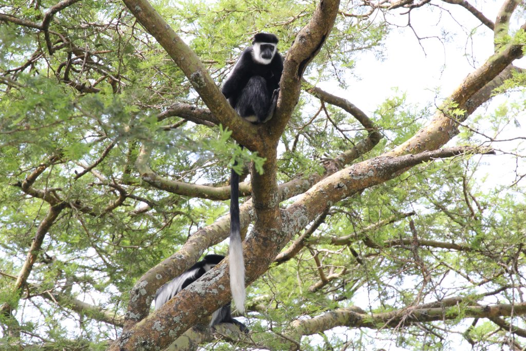 Guereza Colobus