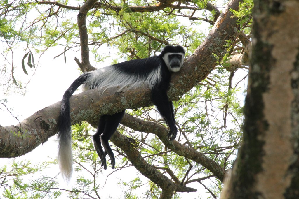 Guereza Colobus