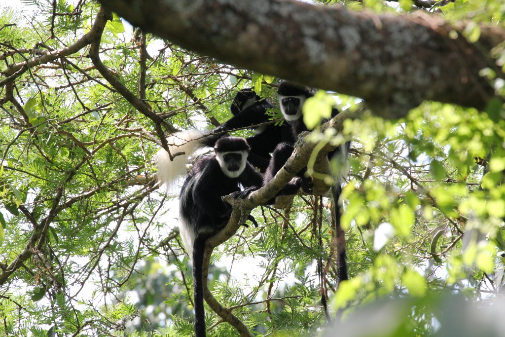 Guereza Colobus