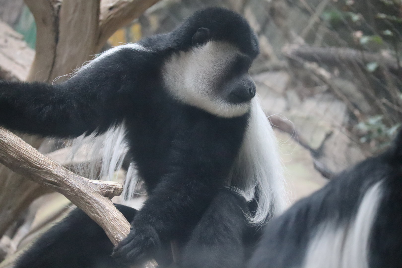 Guereza Colobus