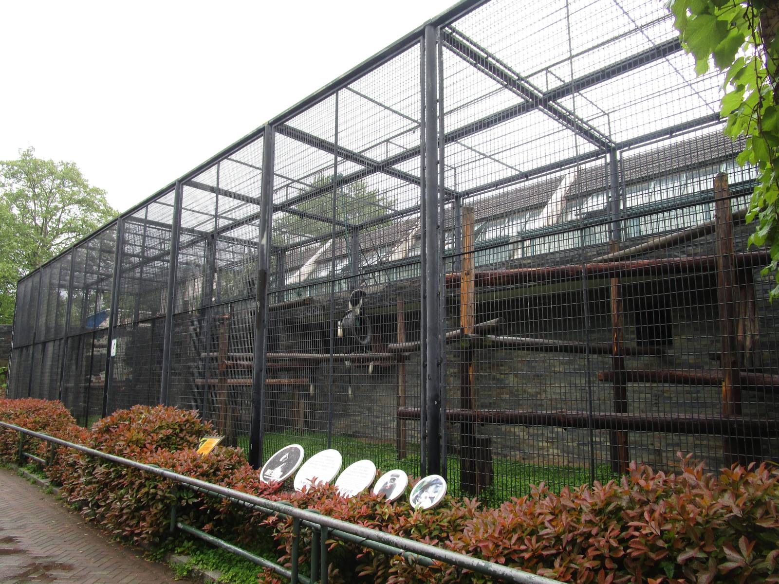 Guereza Enclosure - 16/04/2016