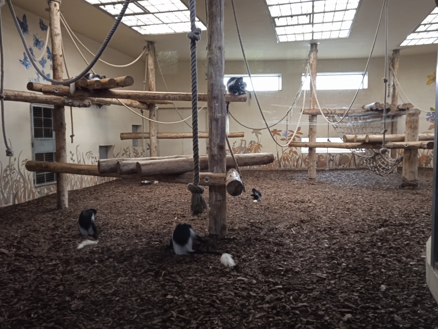 Guereza exhibit (built for chimps)