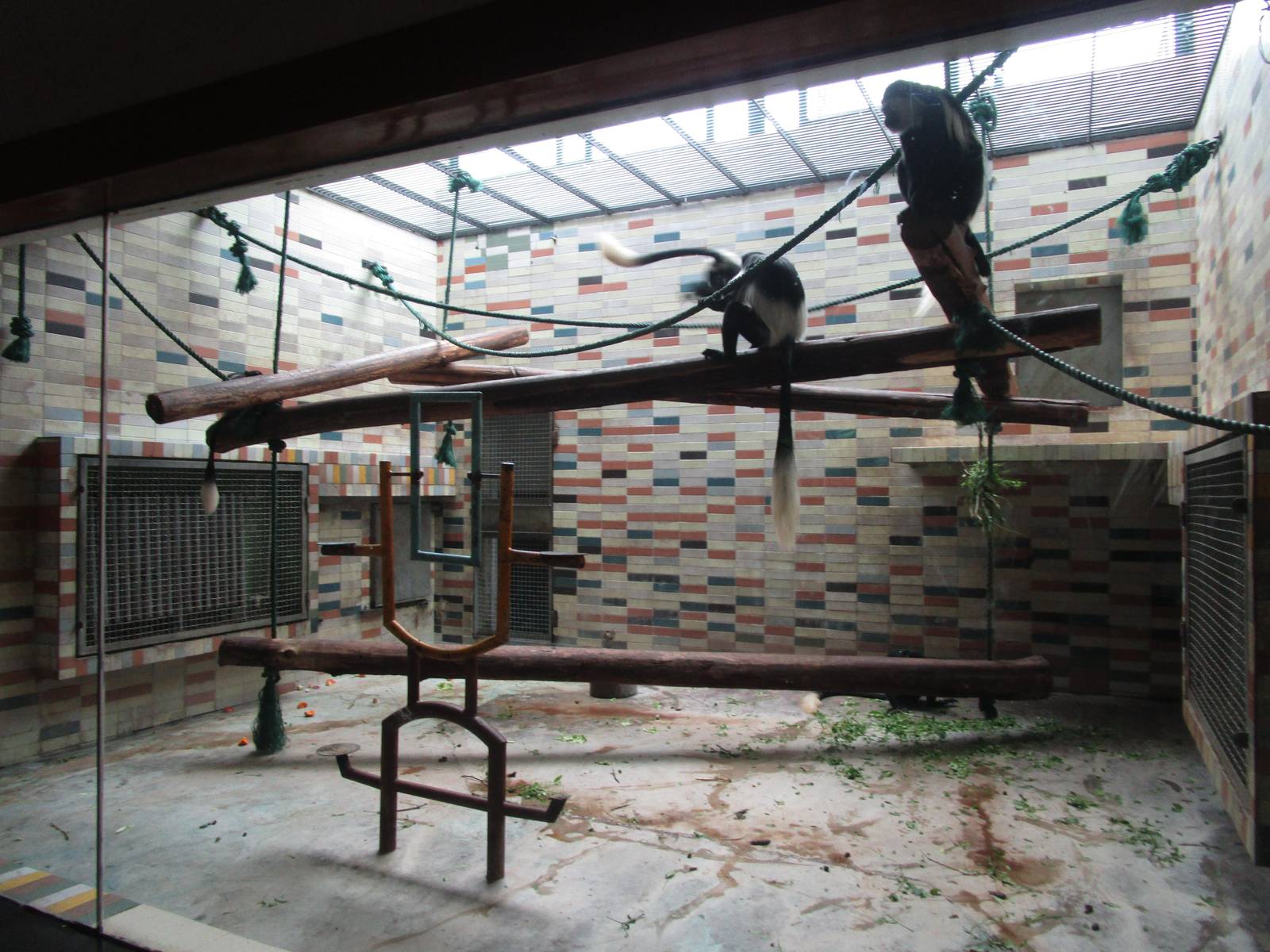 Guereza Indoors - 16/04/2016