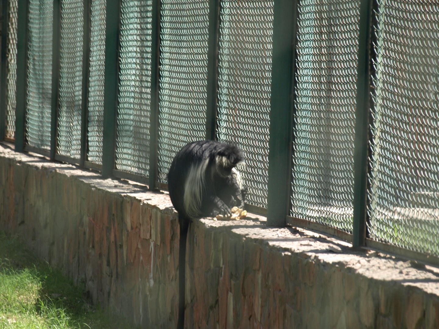 Guereza - Lahore zoo 8/4/2017