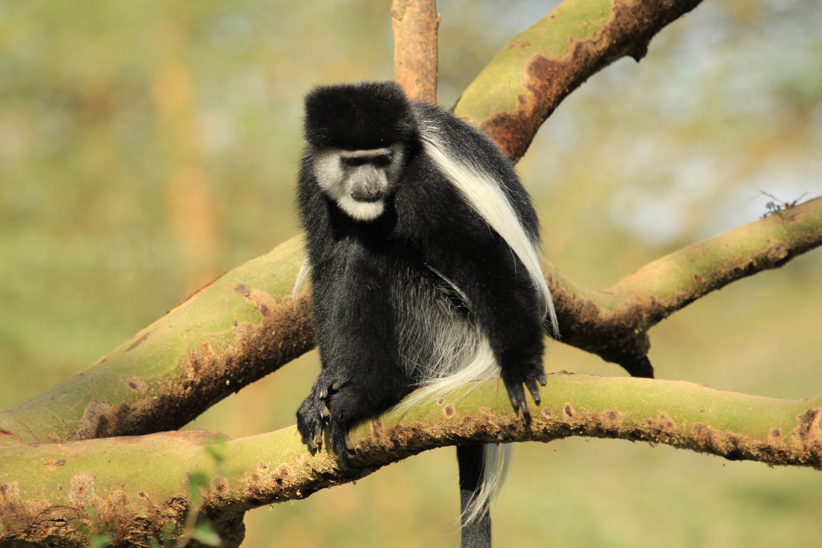 Guereza - Lake Nakuru NP (September 2018)