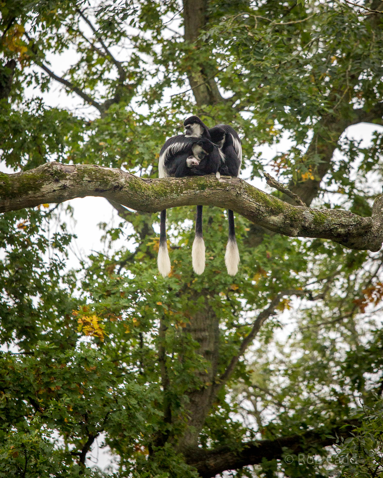 Guereza : Port Lympne : 15 Oct 2014