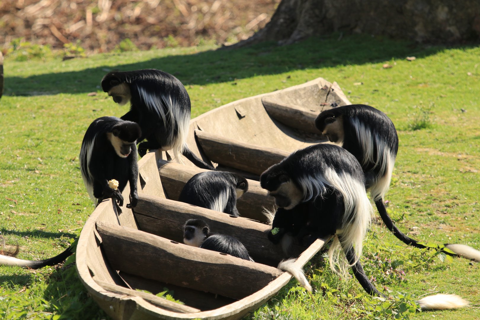 Guerezas being feeded (April 2019)