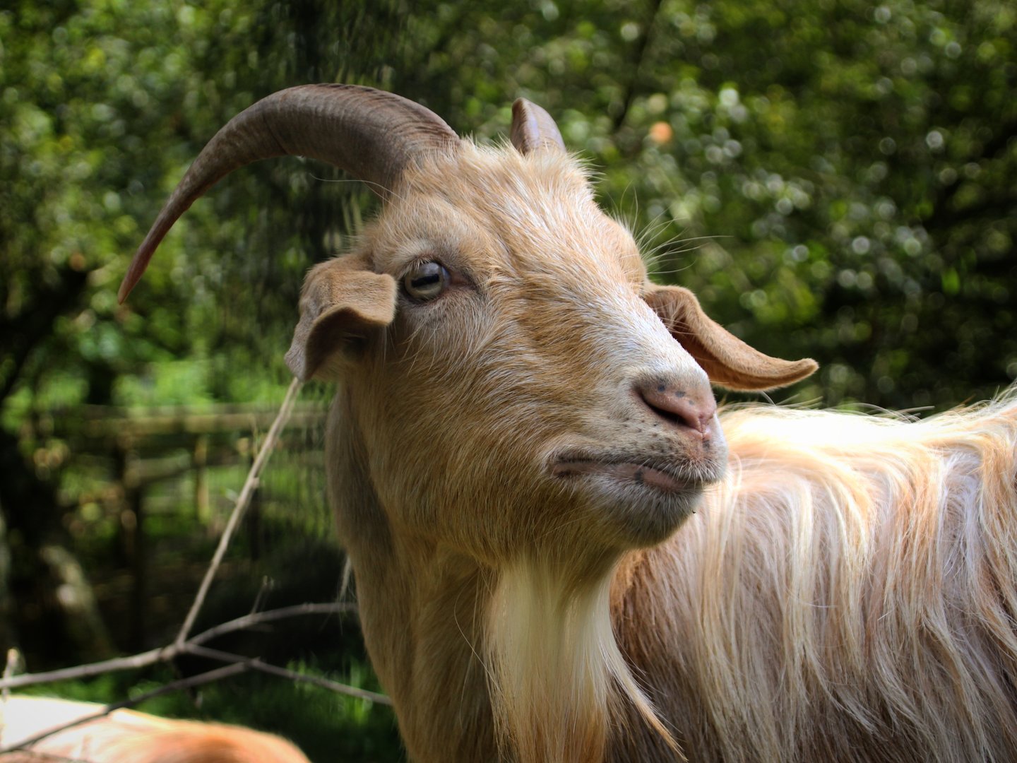 Guernsey Goat
