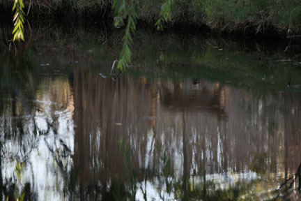 guess the animal reflection