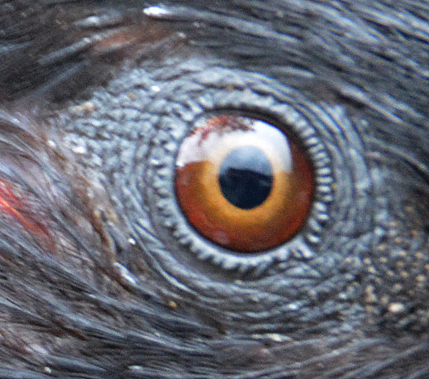 Guess the parrot eye