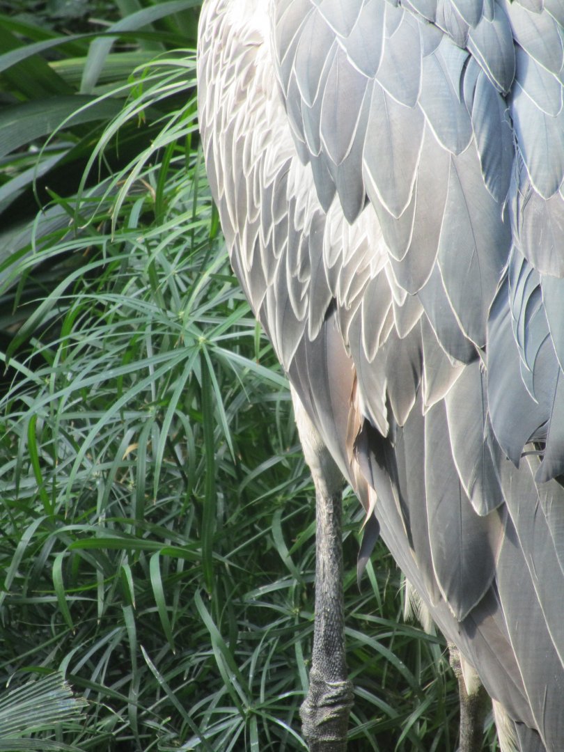 Guess the species #2