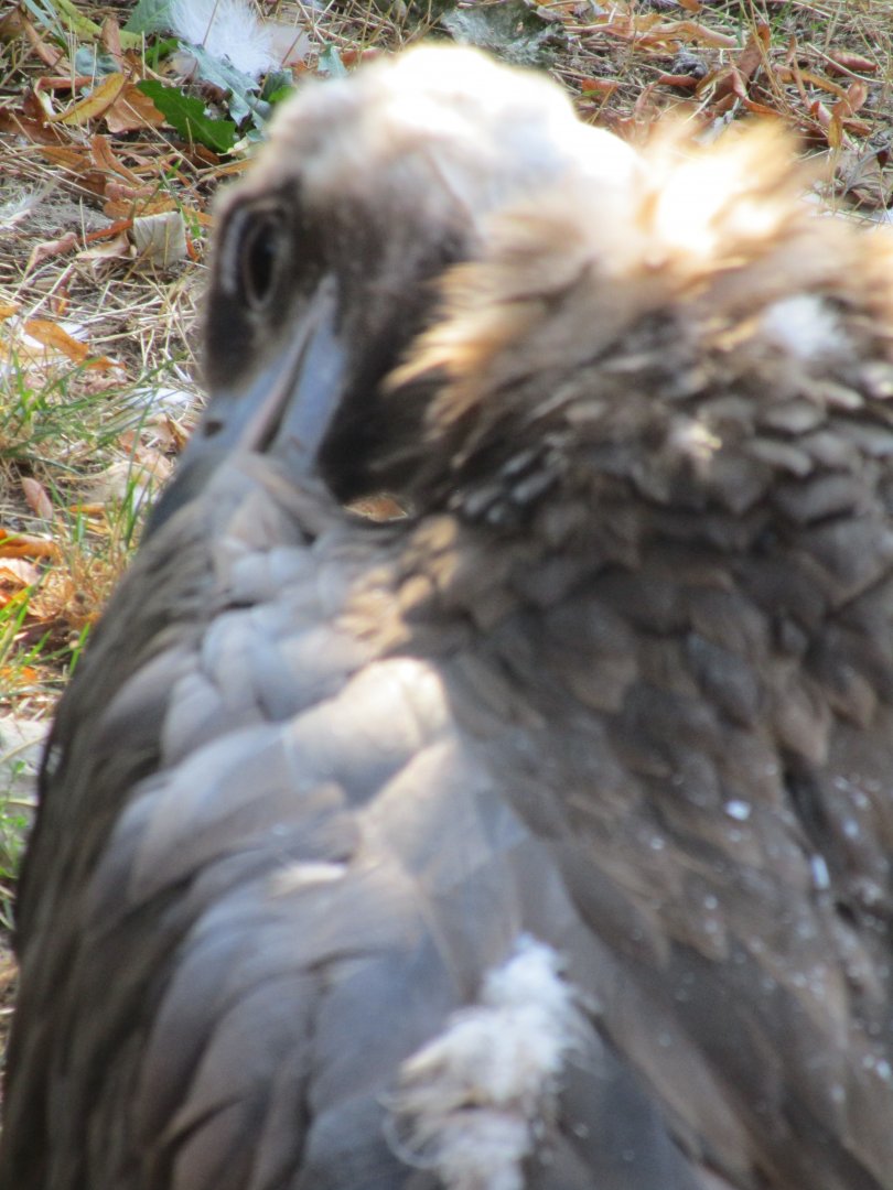 Guess the Species (but seriously, what is this?)