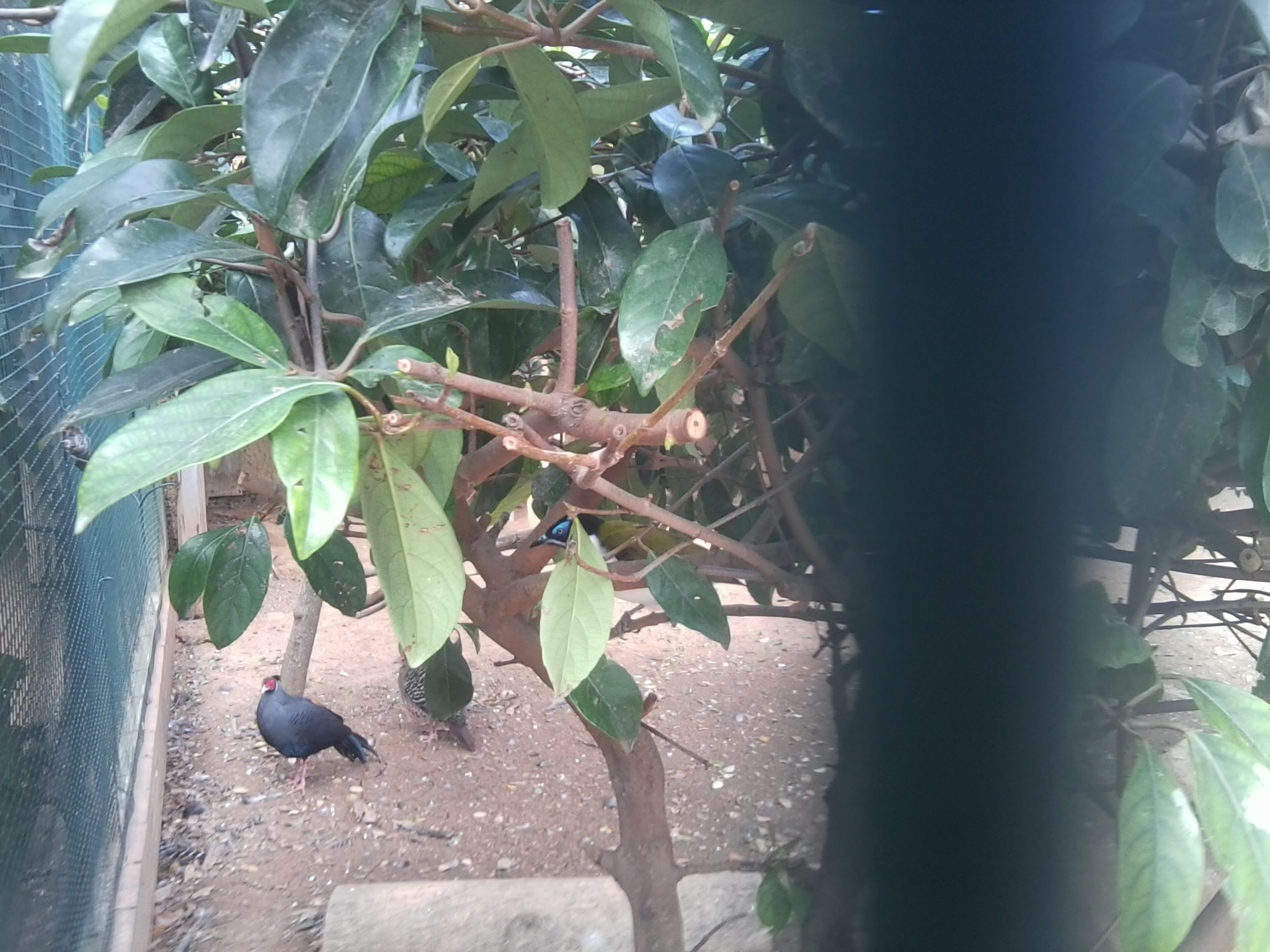 Guess the species in the canopy? :)