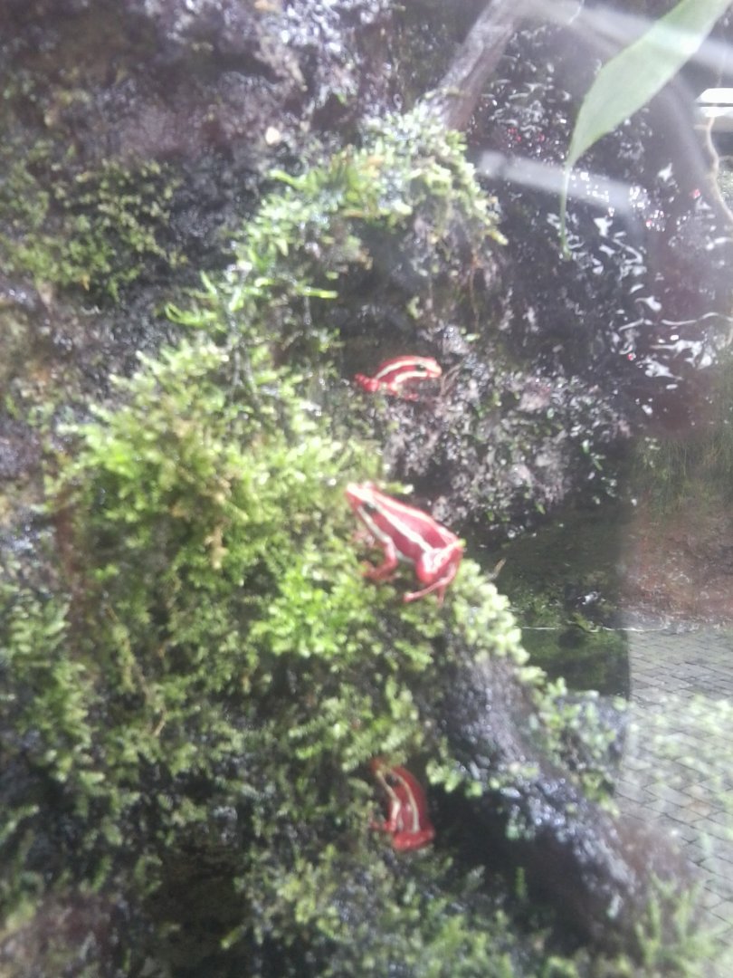 Guess the taxon? :) Incredible small frog