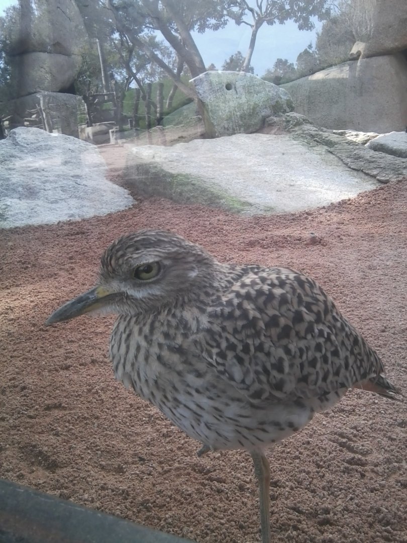 Guess the taxon? :) Its name consisted of the word Cape...