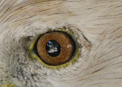 Guess what birds eye