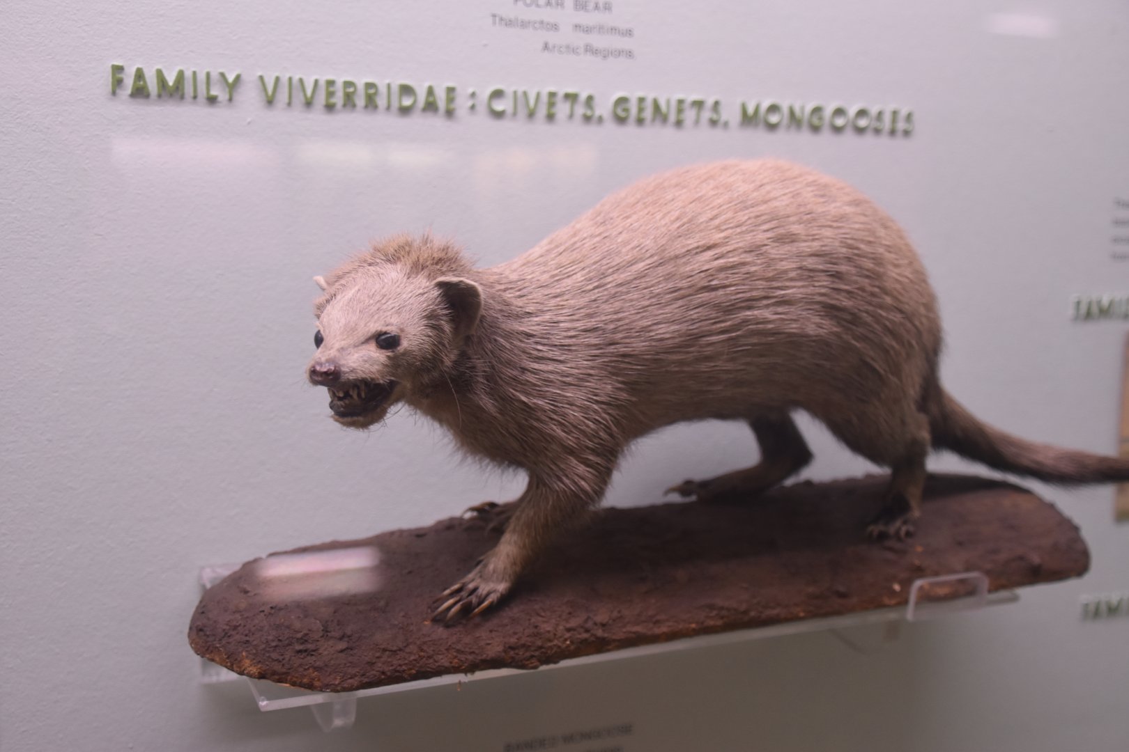 Guess which species this is meant to be...