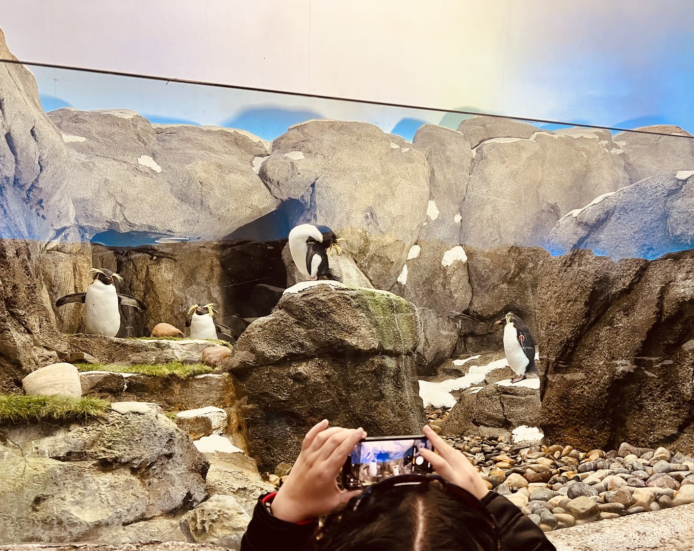 Guest photographing Penguins