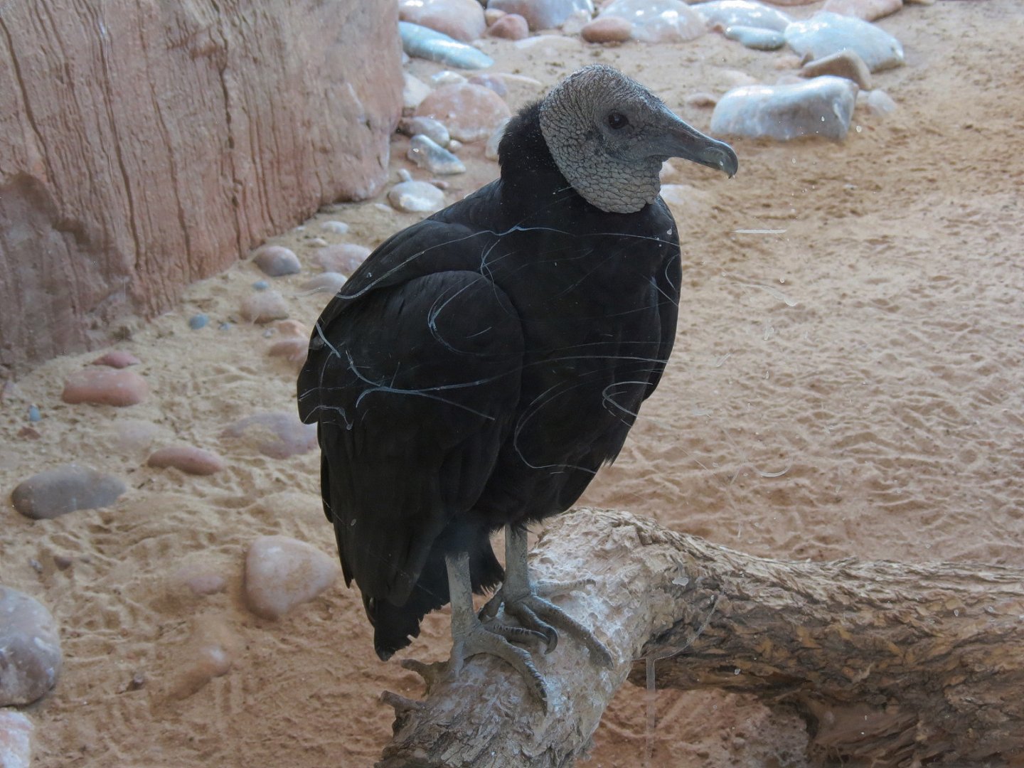 Guest Services Building - Interior Viewing of Native Species Exhibit - Black Vulture
