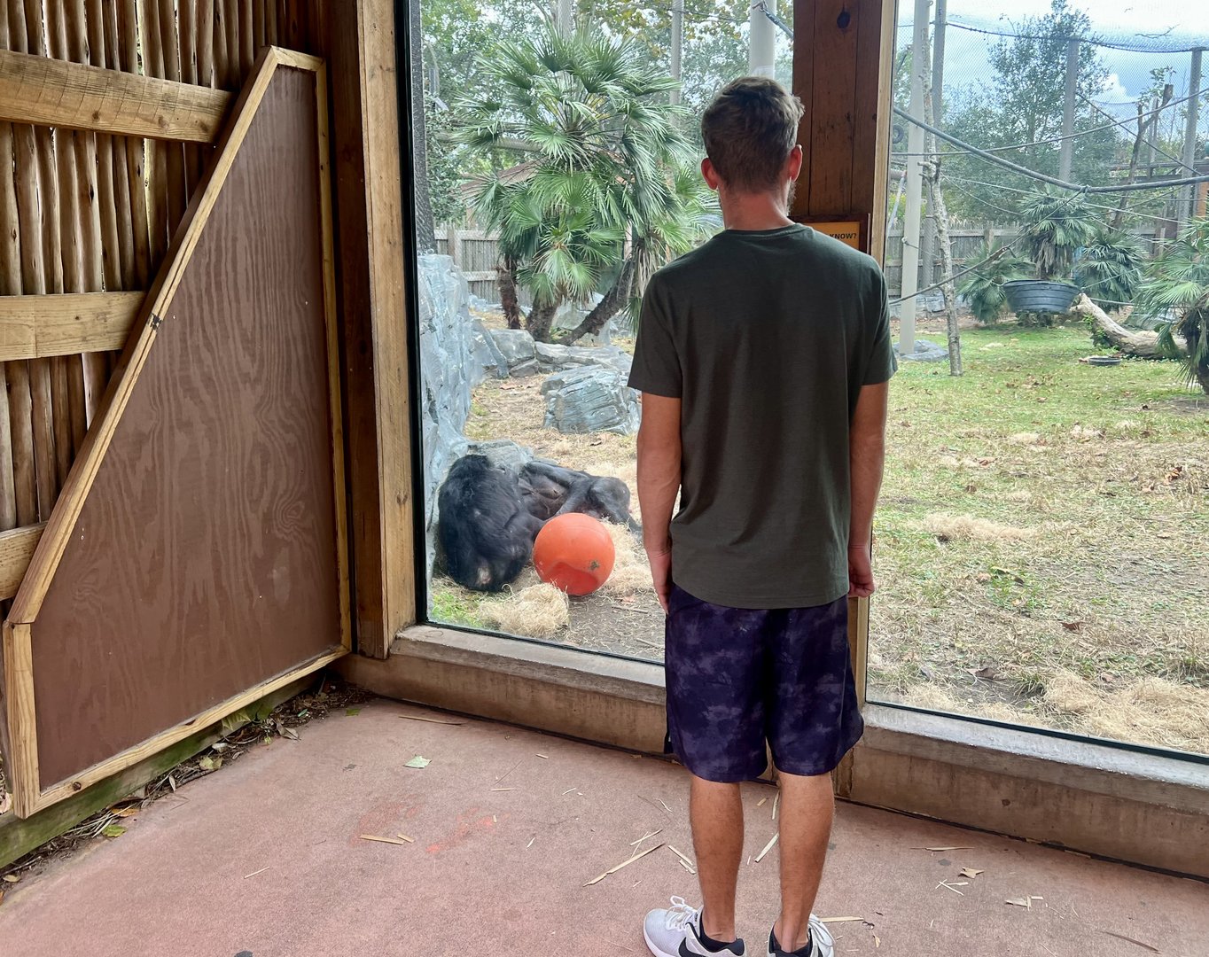 Guest viewing Bonobos