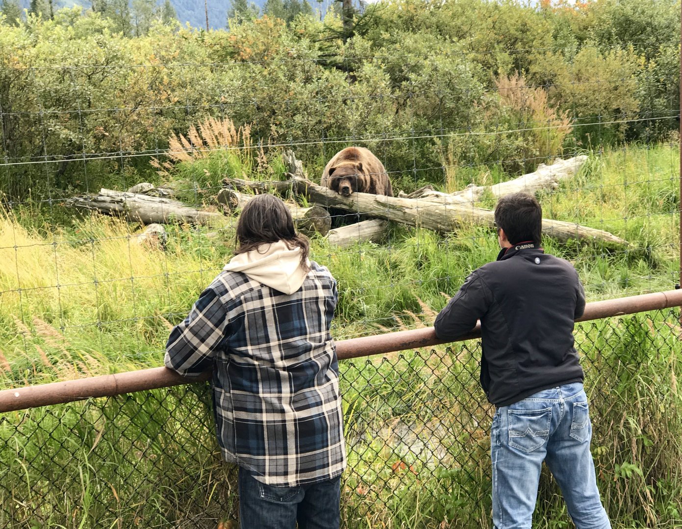 Guest viewing Brown Bear Exhibit.