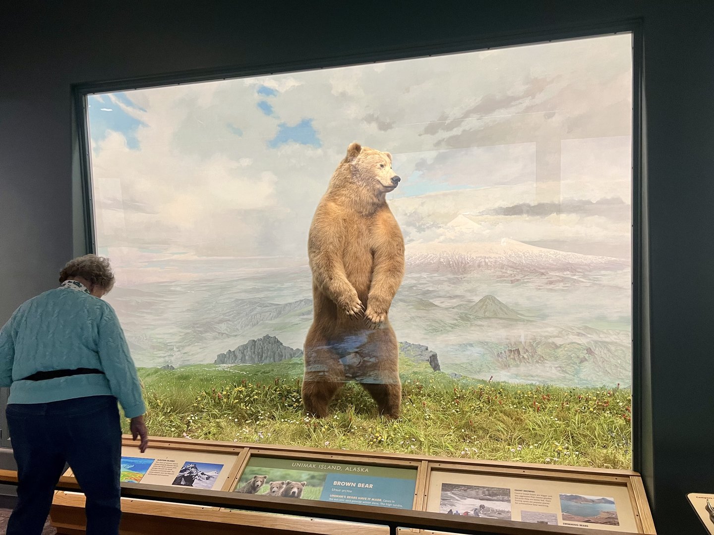 Guest Viewing Brown Bear