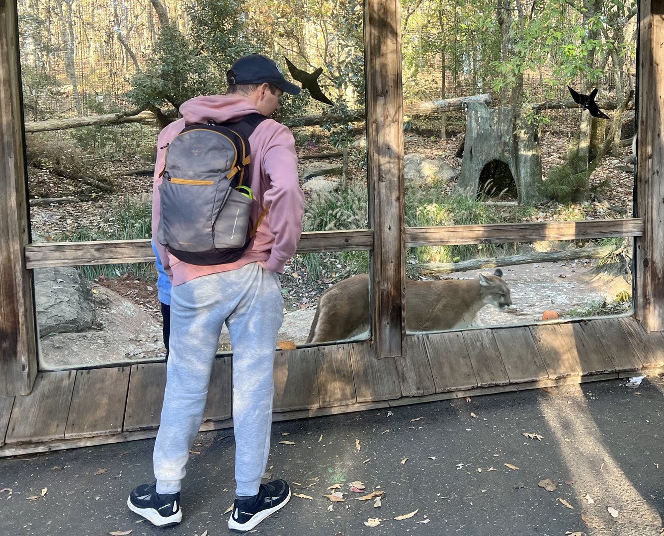 Guest viewing Cougar