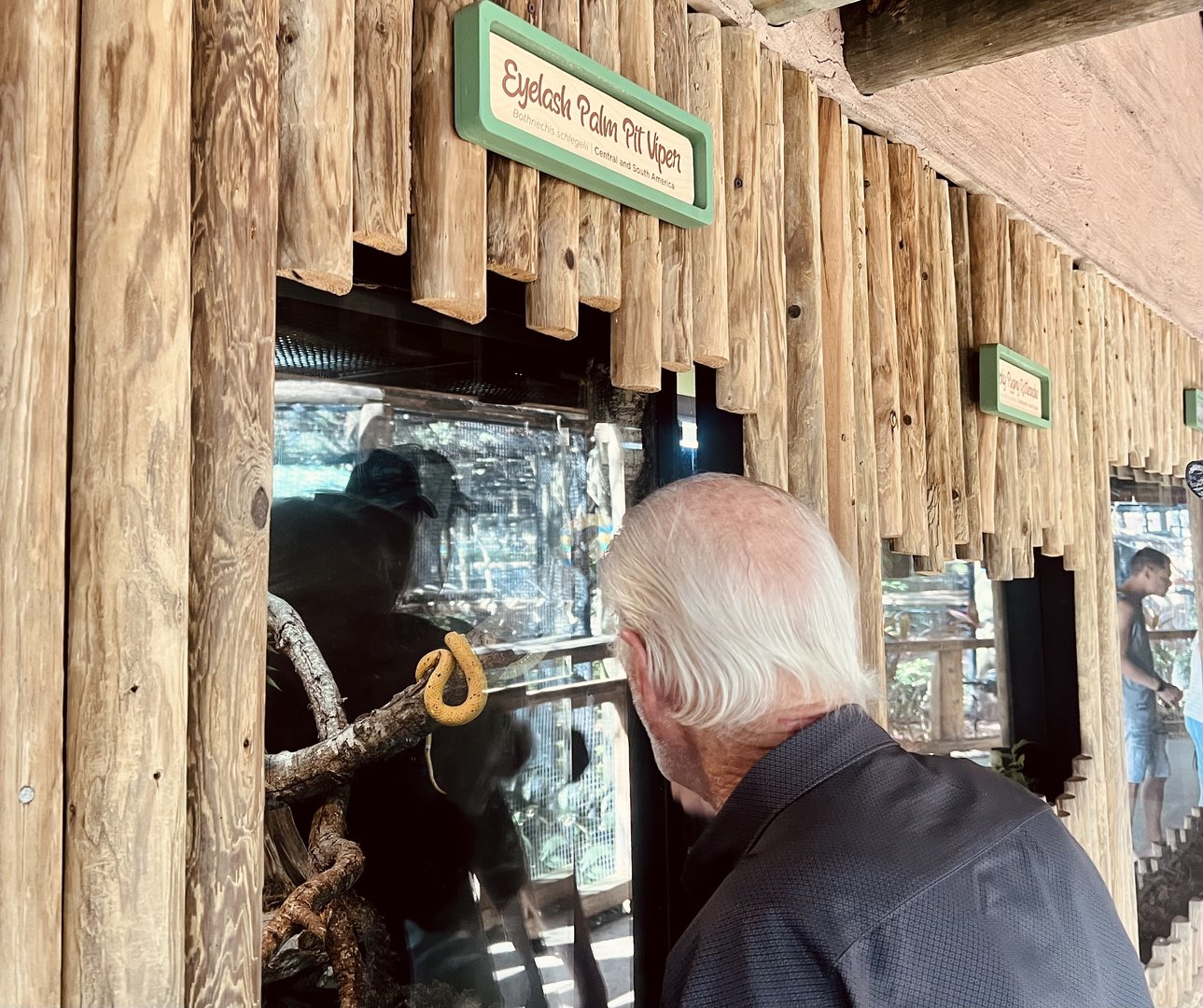 Guest viewing Eyelash Palm Viper