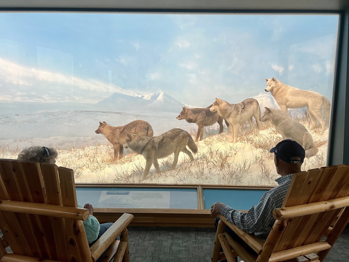 Guest Viewing Grey Wolf Diorama