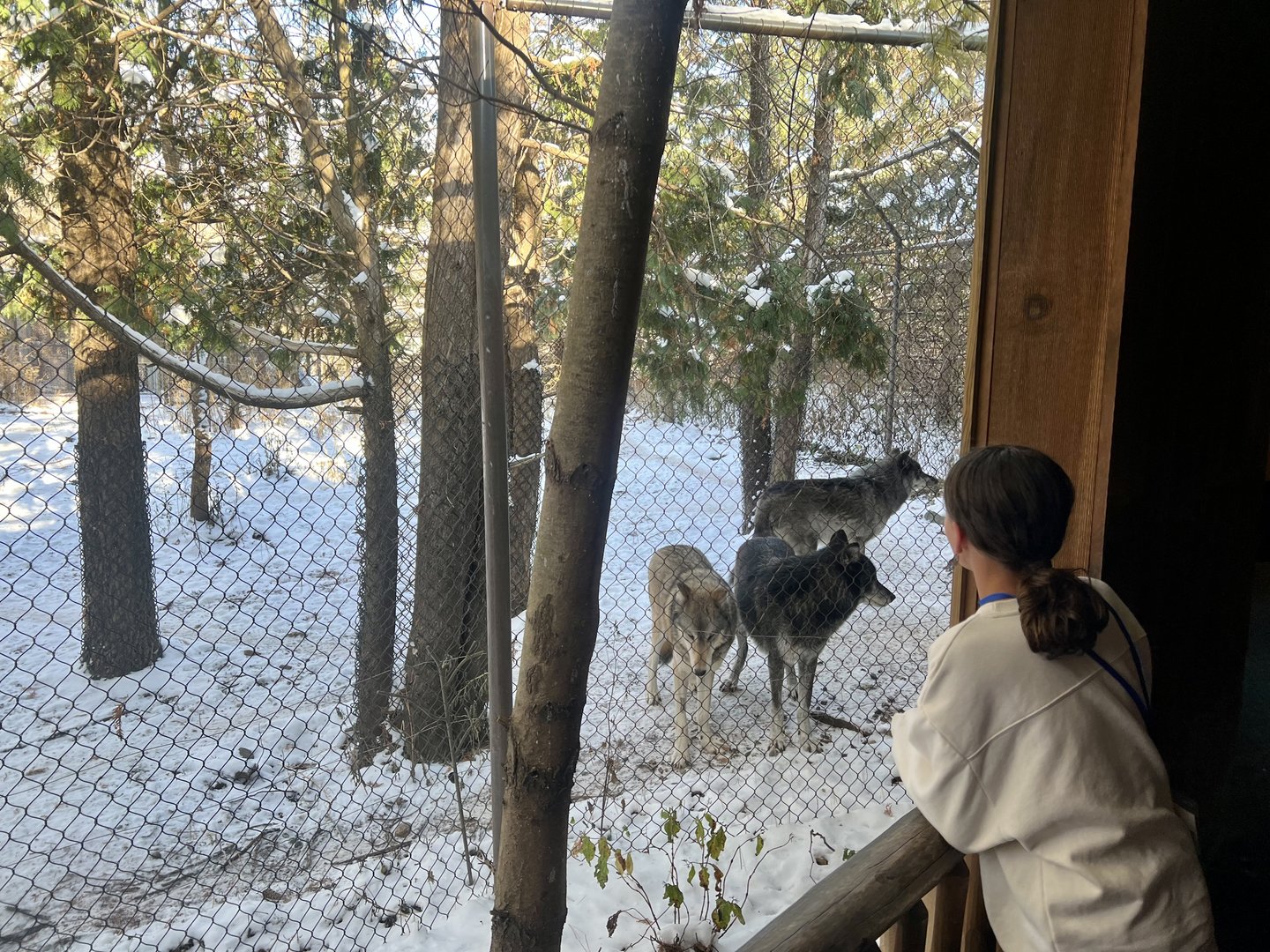 Guest viewing Grey Wolves