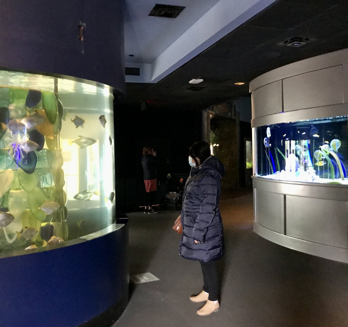 Guest viewing the Aquarium