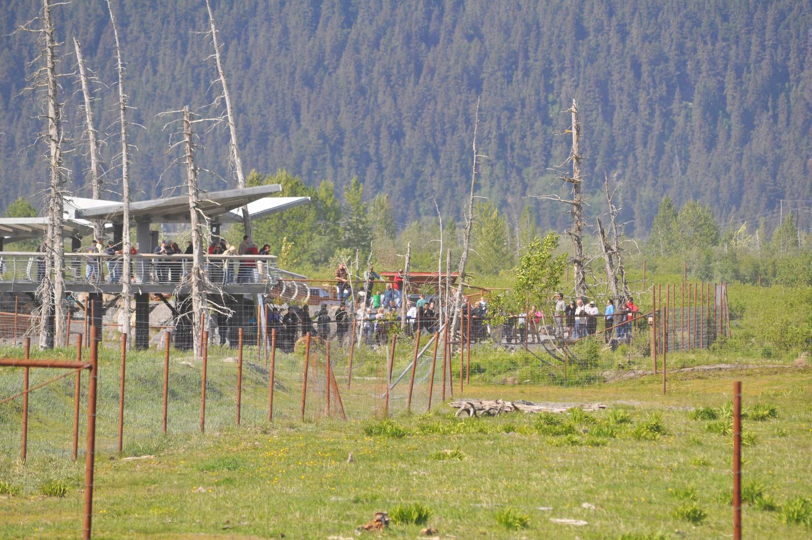 Guest viewing the Brown Bear feeding