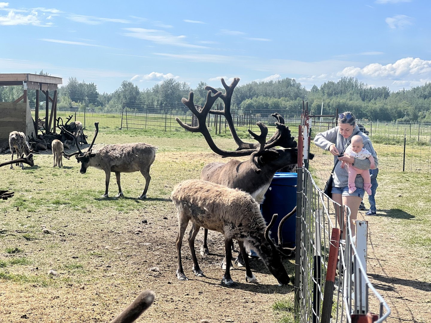 Guests and Reindeer