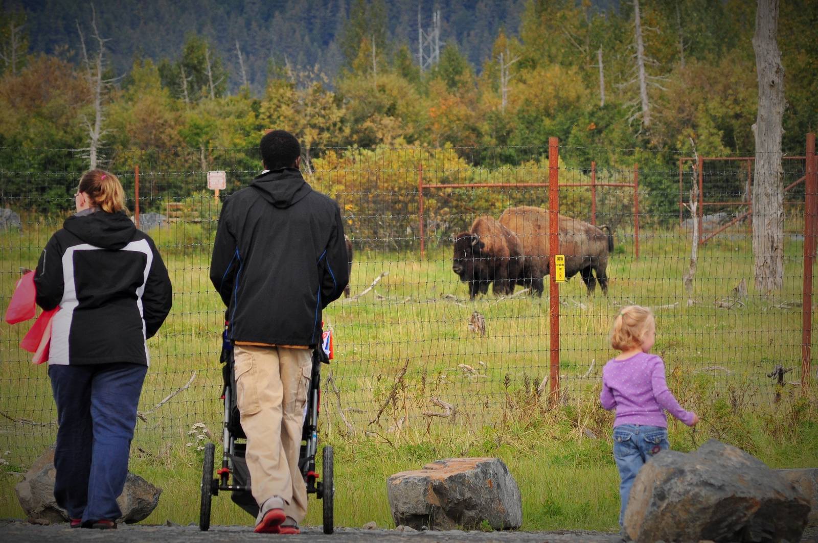 Guests and Wood Bison