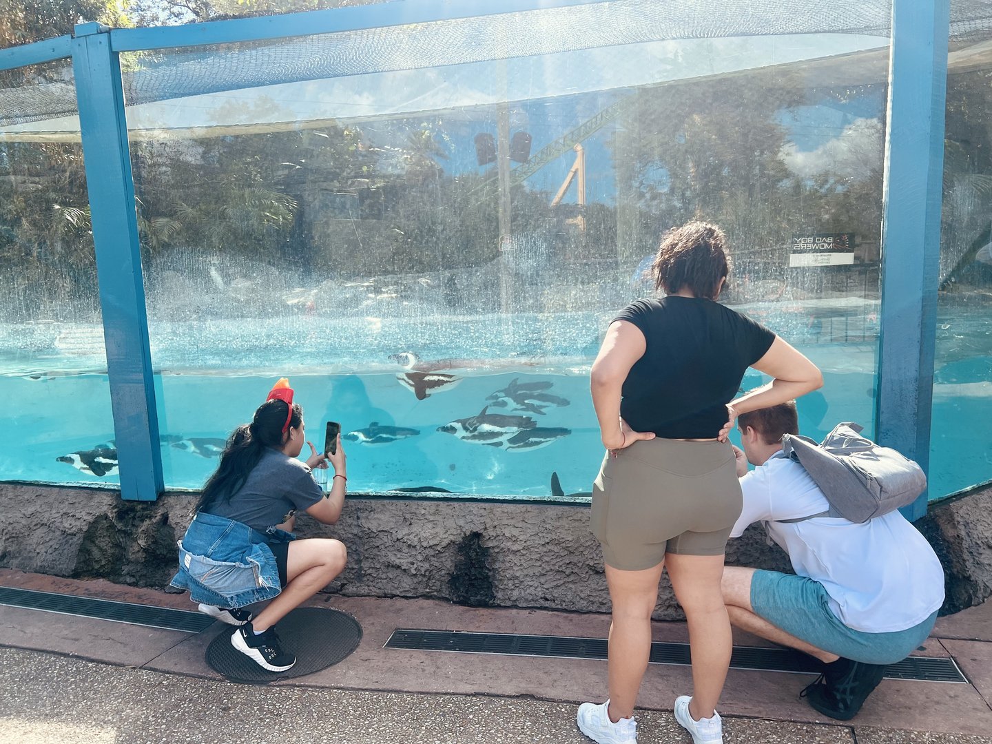 Guests viewing African Penguins