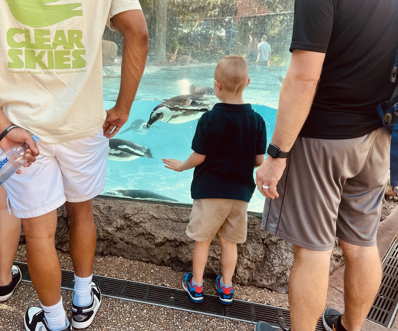 Guests viewing African Penguins
