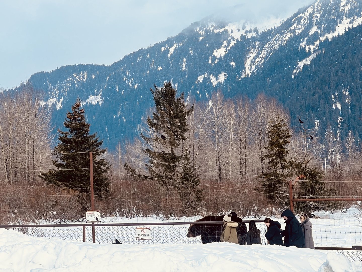Guests viewing Brown Bear