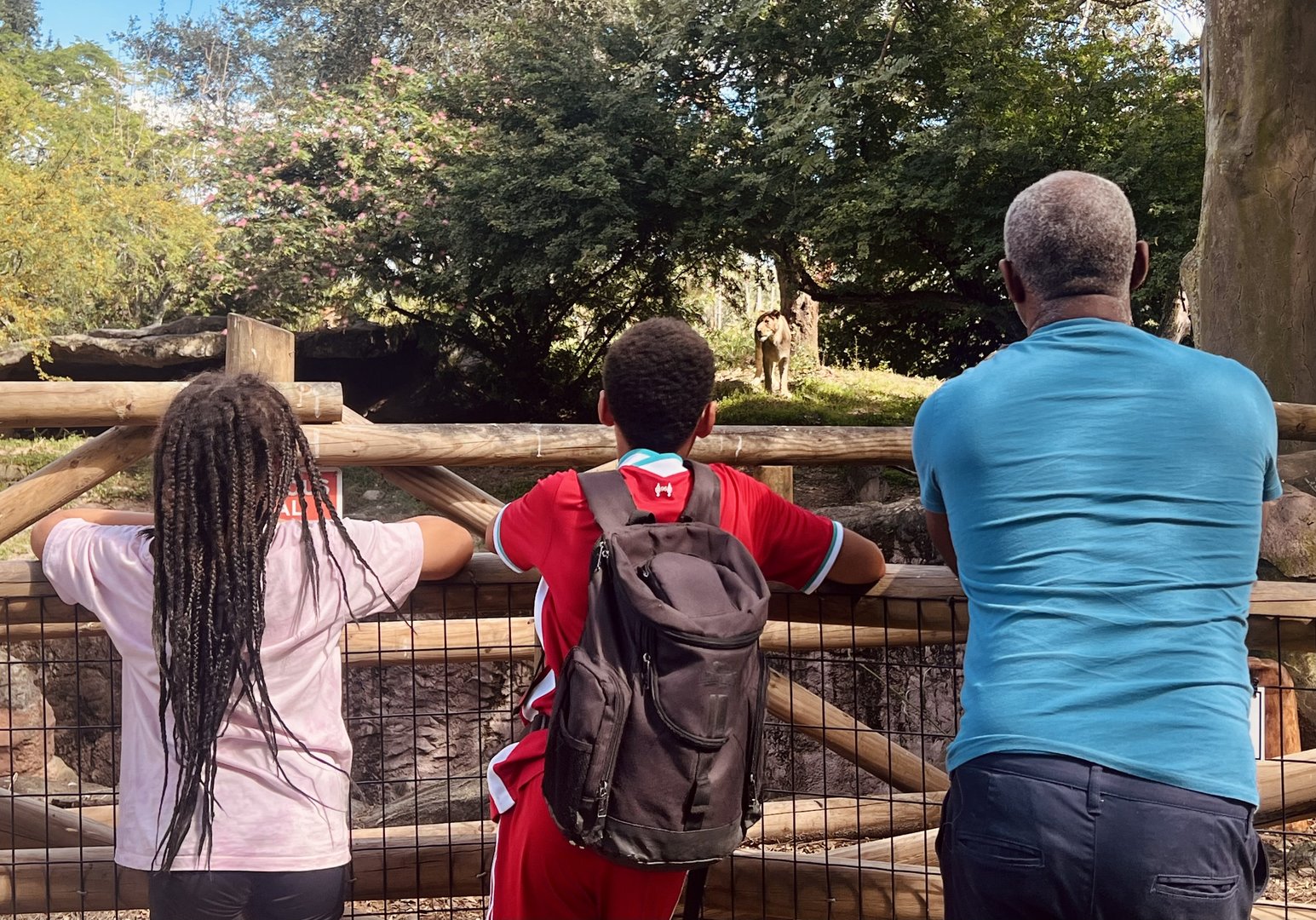 Guests viewing Lion