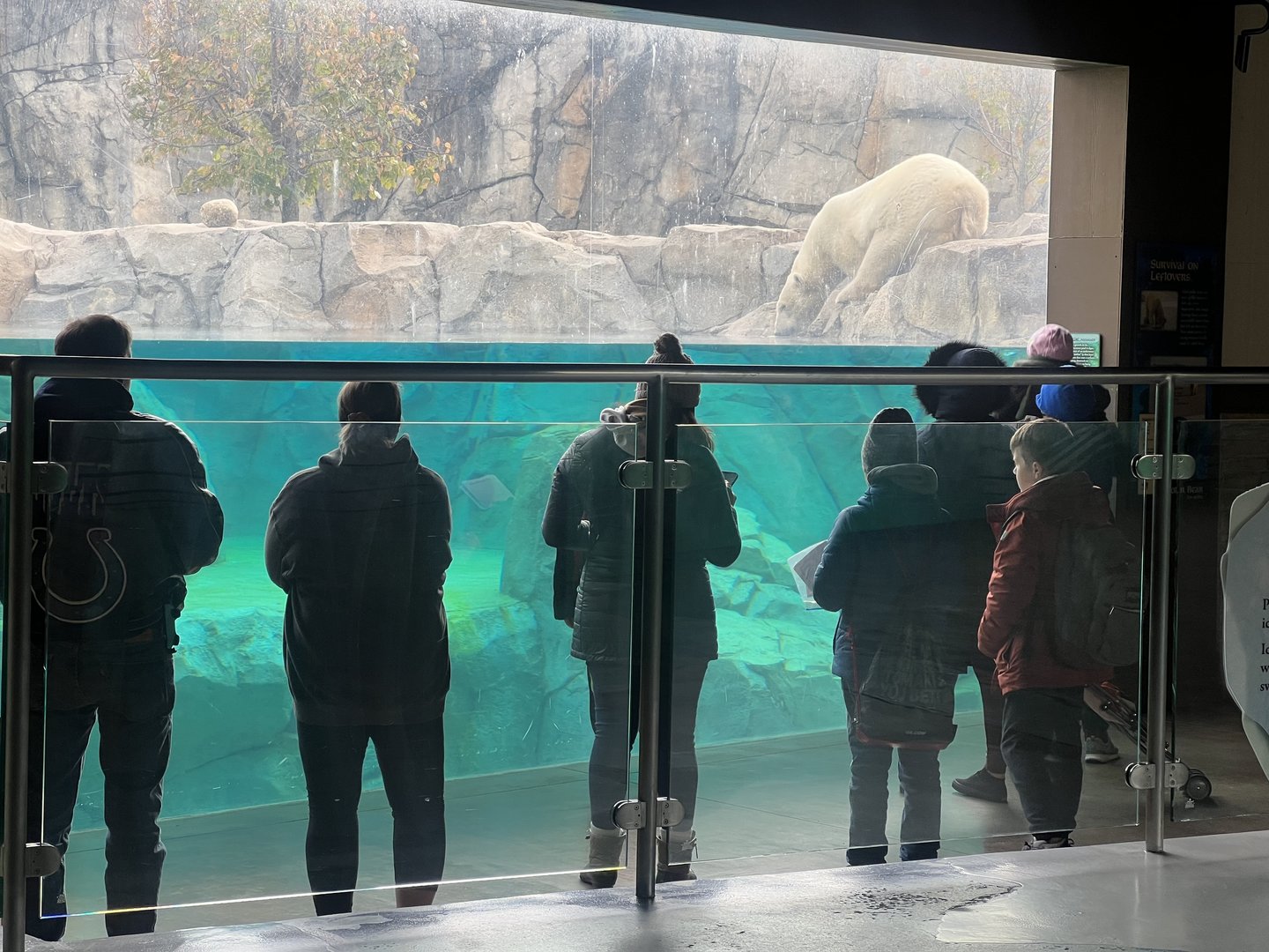 Guests viewing Polar Bear