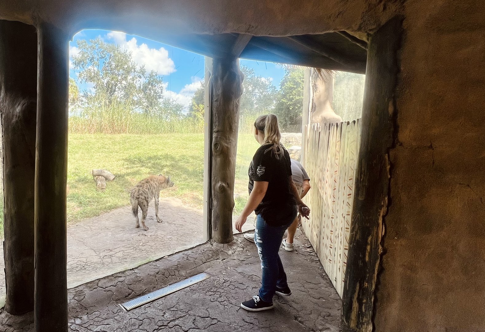 Guests viewing Spotted Hyenas