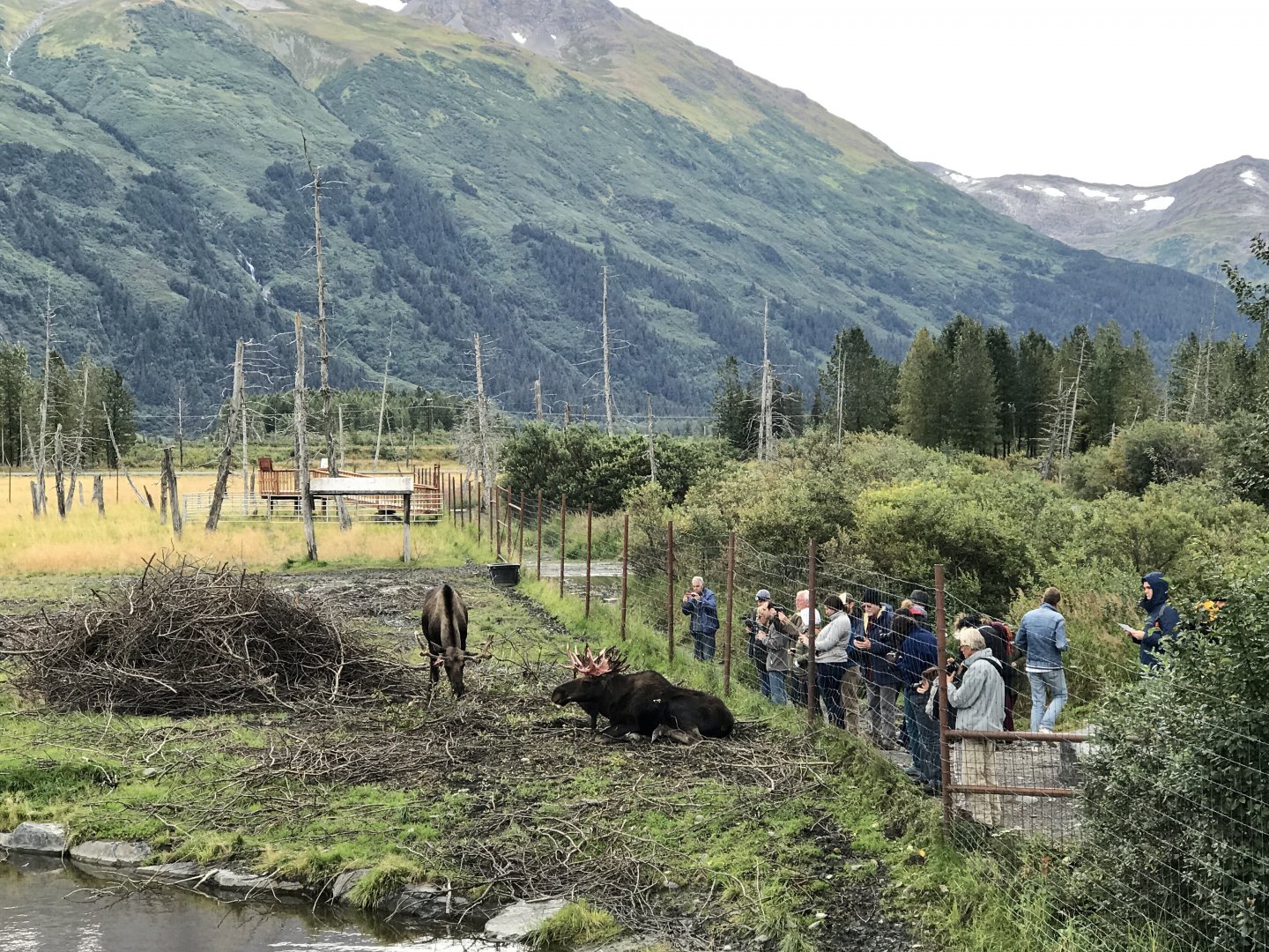 Guests viewing the Moose Exhibit
