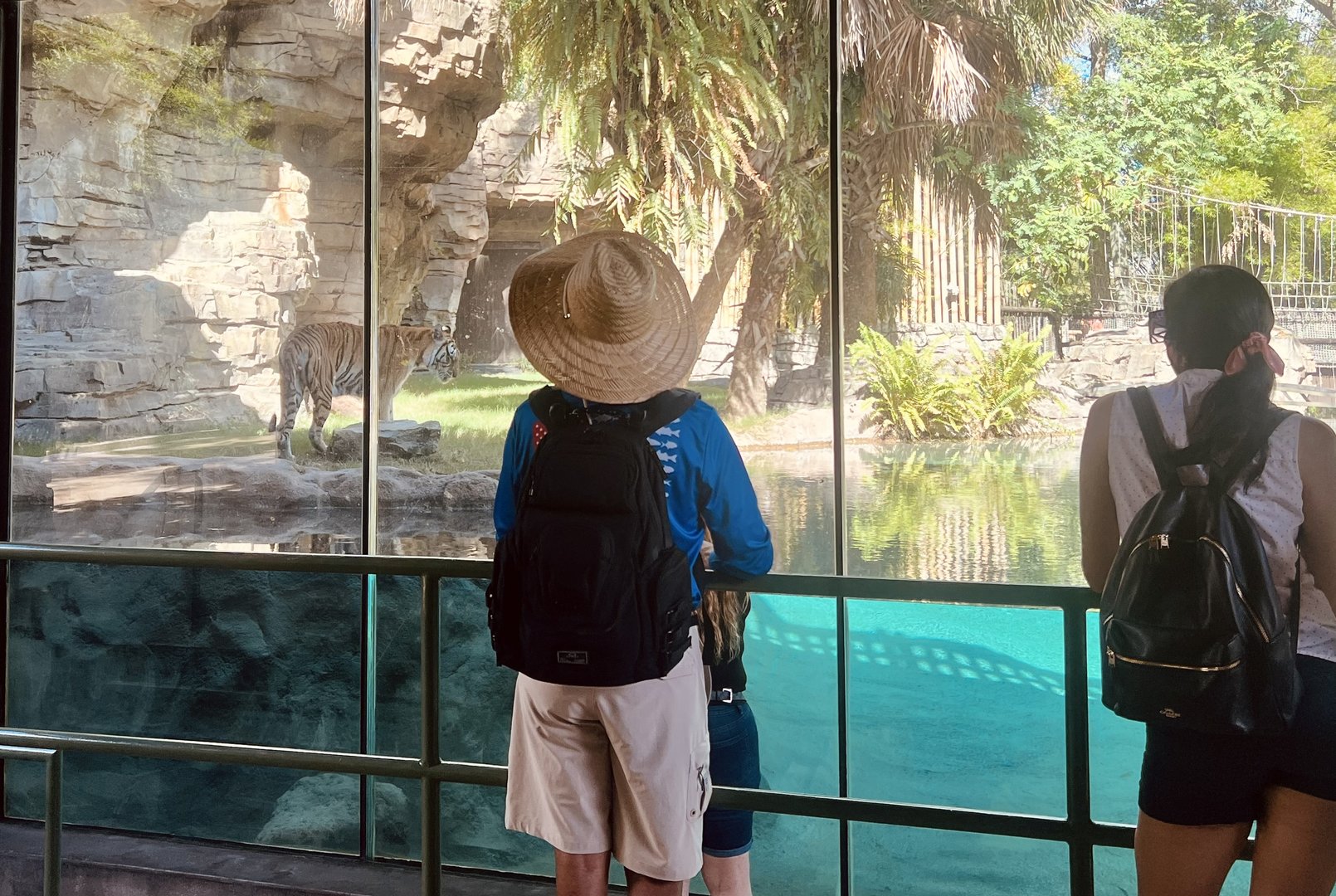 Guests Viewing Tiger