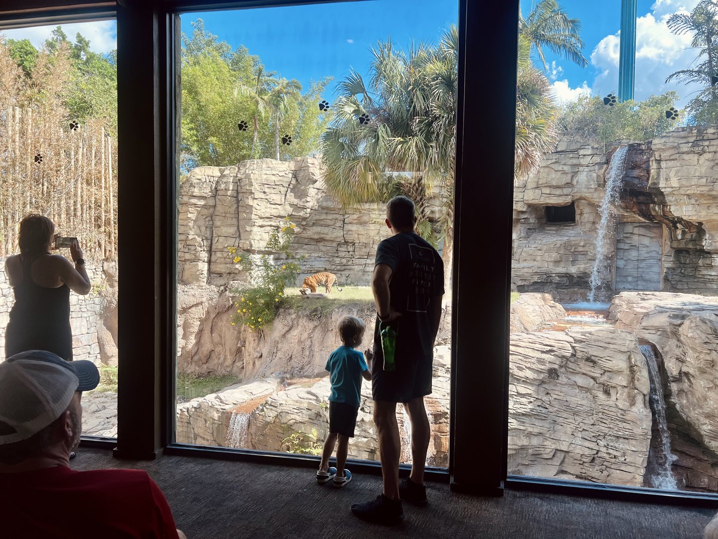 Guests Viewing Tiger