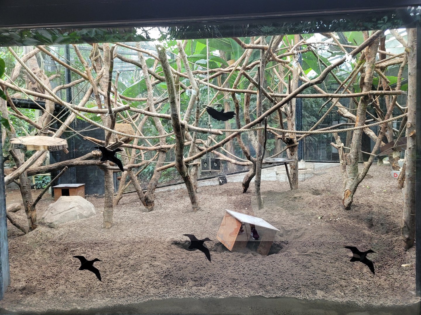 Guiana bearded saki and Six-banded armadillo exhibit -Parc Zoologique de Paris (2022)