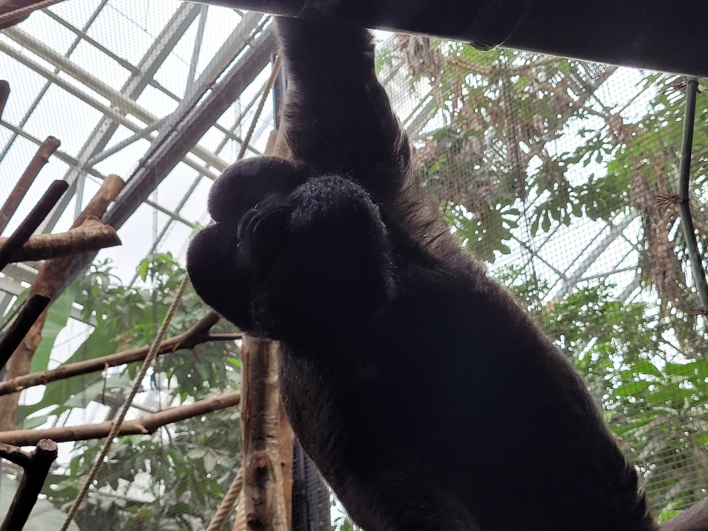 Guiana bearded saki -Parc Zoologique de Paris (2022)