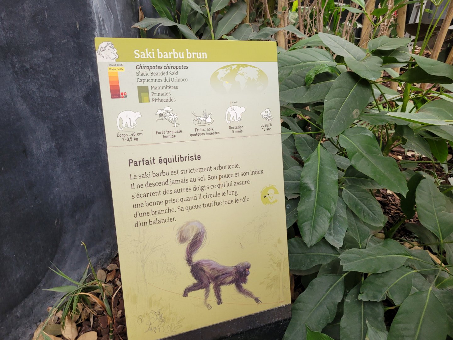 Guiana bearded saki sign -Parc Zoologique de Paris (2022)