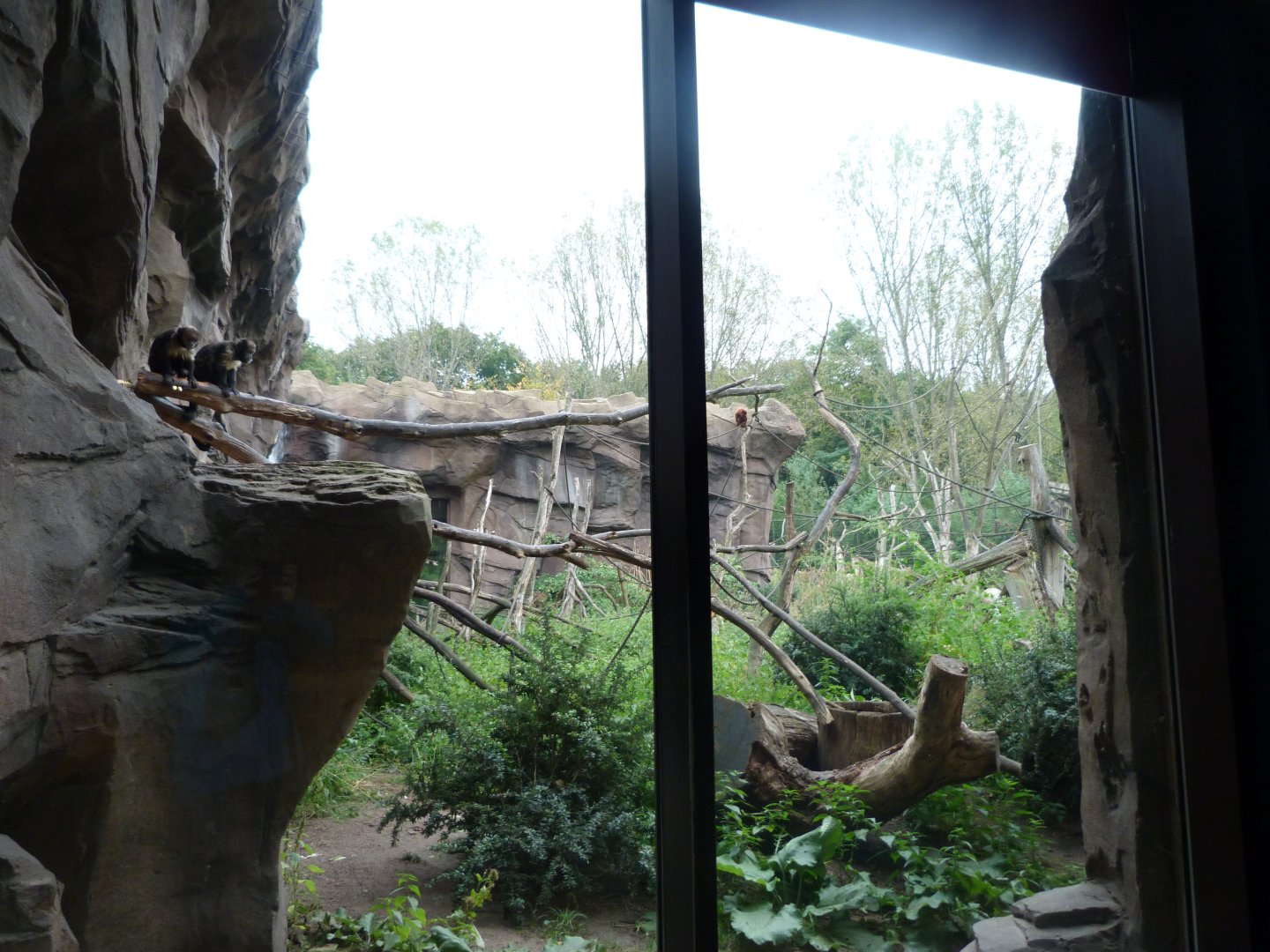 Guiana bearded saki, White-faced saki, Yellow-breasted capuchin and Venezuelan red howler exhibit -Tierpark Berlin (2024)