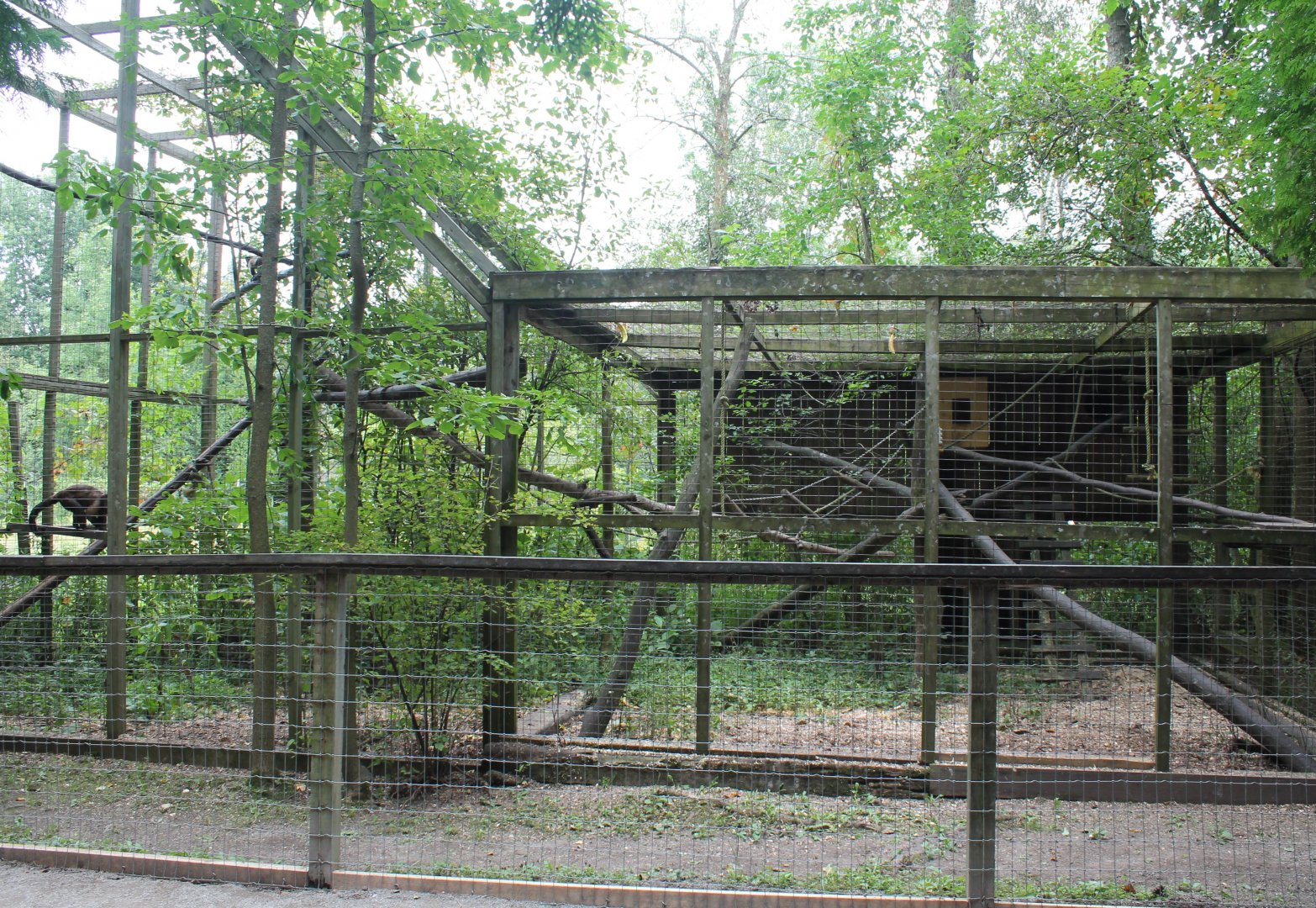 Guiana brown capuchin exhibit