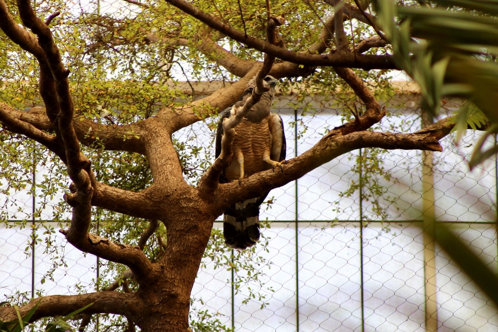 Guiana Crested Eagle (Morphnus guianensis)